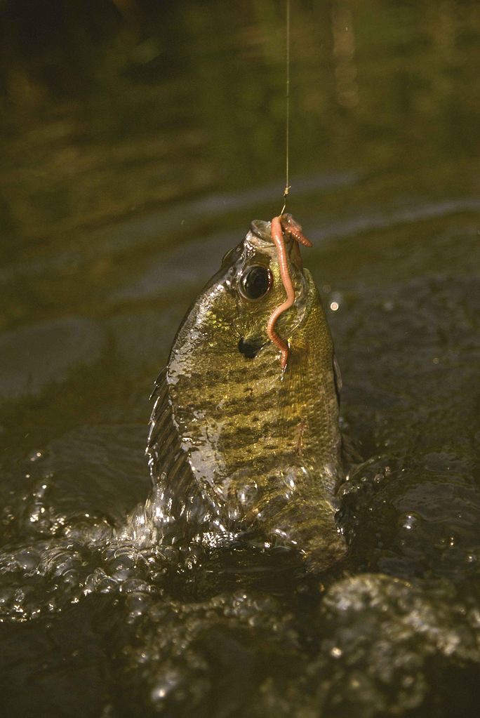 Bream Fishing Tips