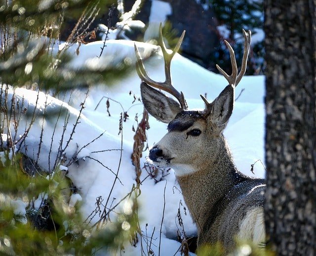 mule deer hunting tips