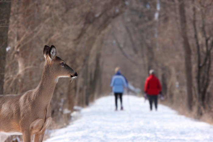 Where To Shoot A Deer With A Bow