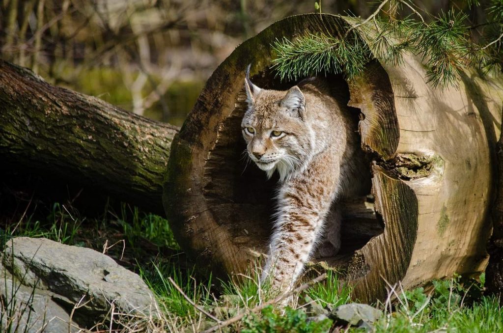 bobcat trapping tips