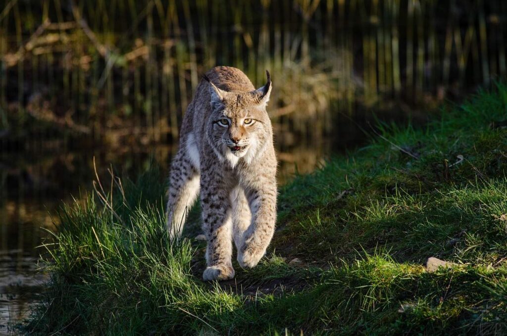 bobcat trapping tips tricks