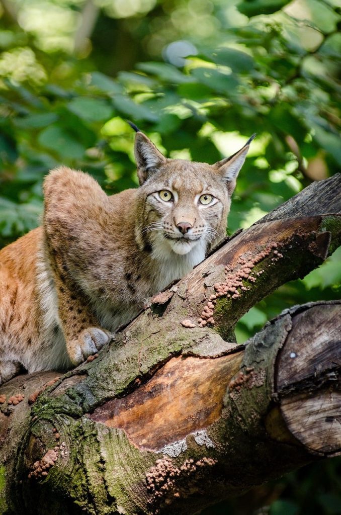 bobcat trapping tips