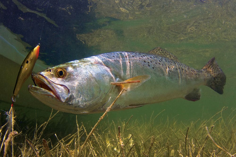 speckled trout fishing tips