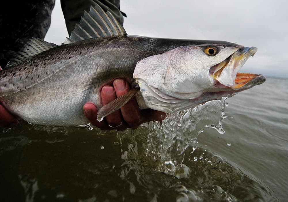 speckled trout fishing