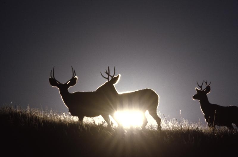 mule deer hunting tips