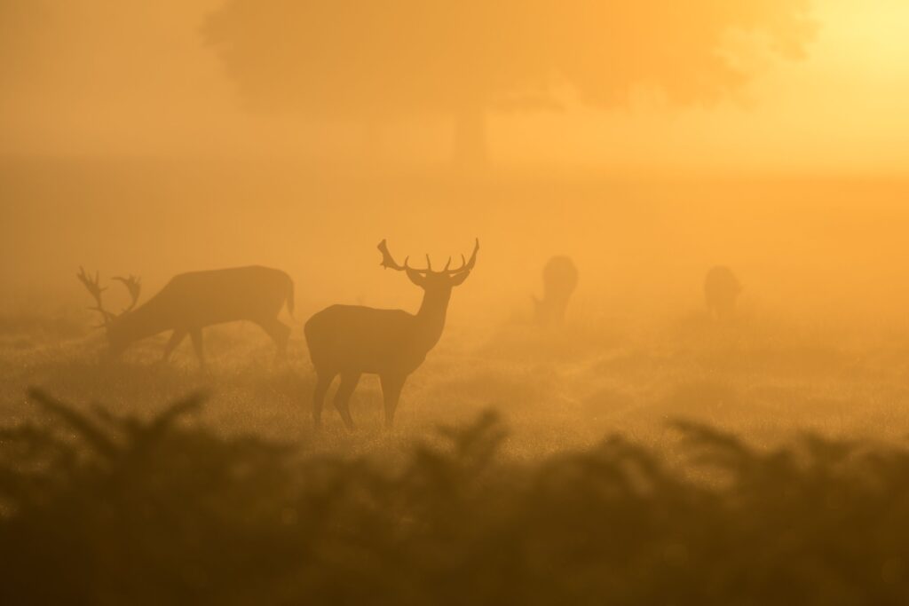 Best time to hunt deer