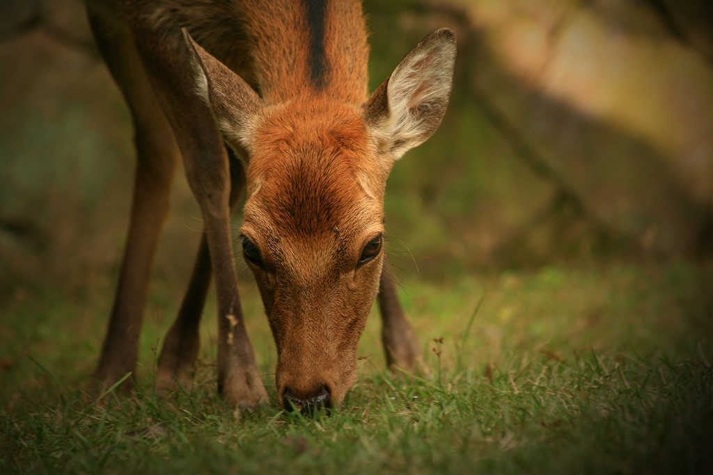 How To Bait Deer Without Getting Caught