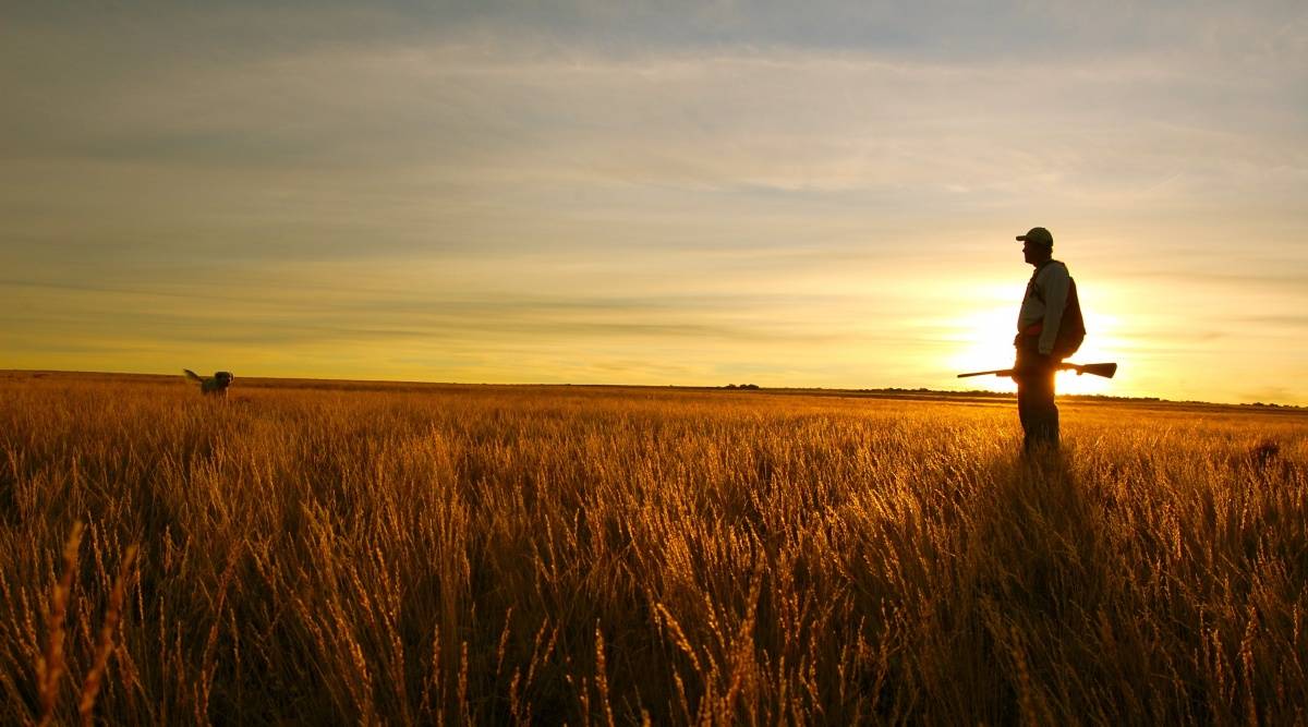 How To Hunt Coyotes At Night Without A Light