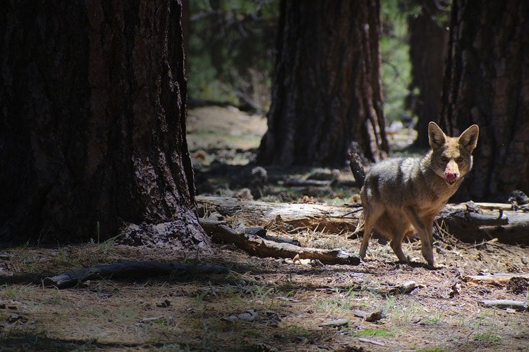 how to hunt coyotes at night