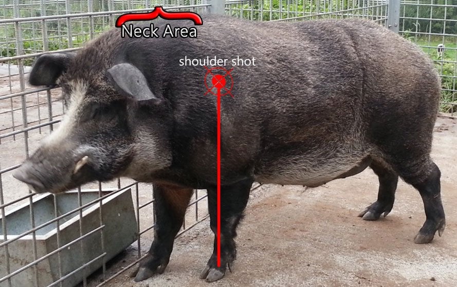 where to shoot a hog