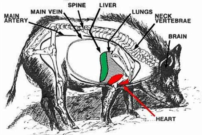 where to shoot a hog