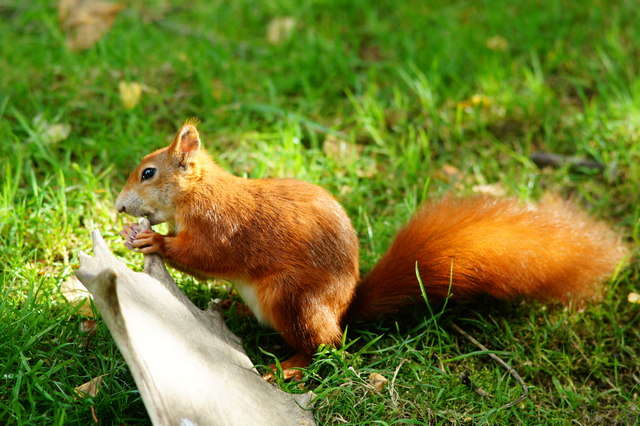 Squirrels love deer antlers