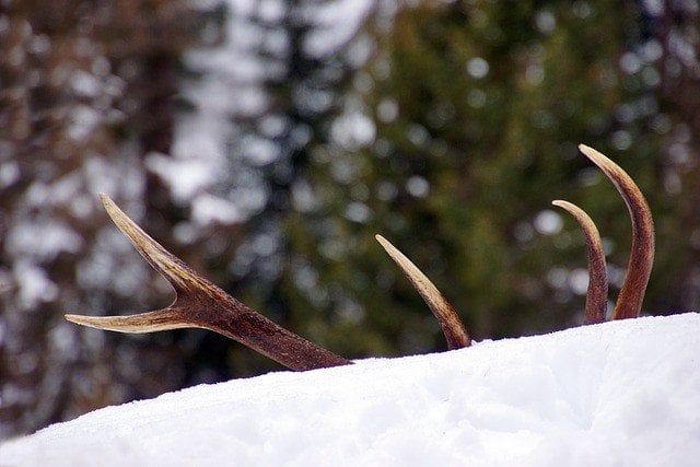 deer antlers