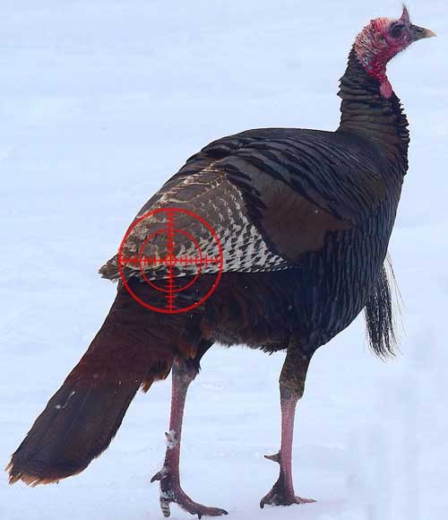 Facing away turkey bow shot placement