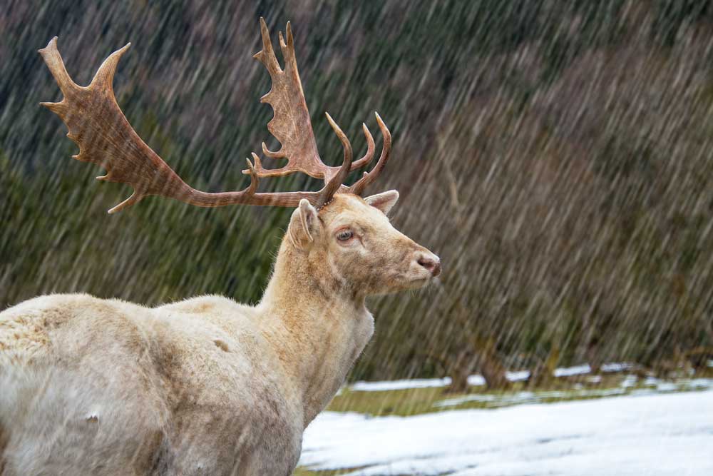 deer hunting in the rain