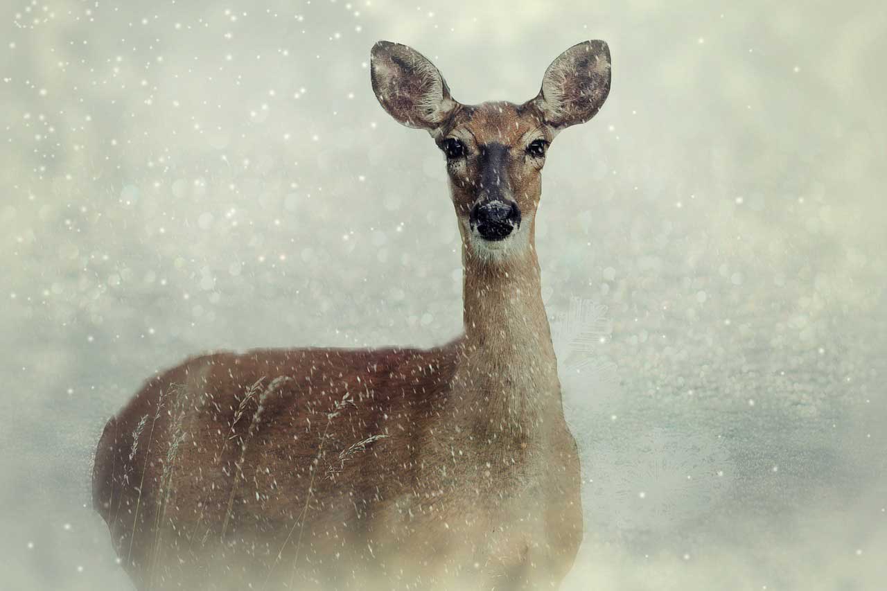 deer hunting in the rain