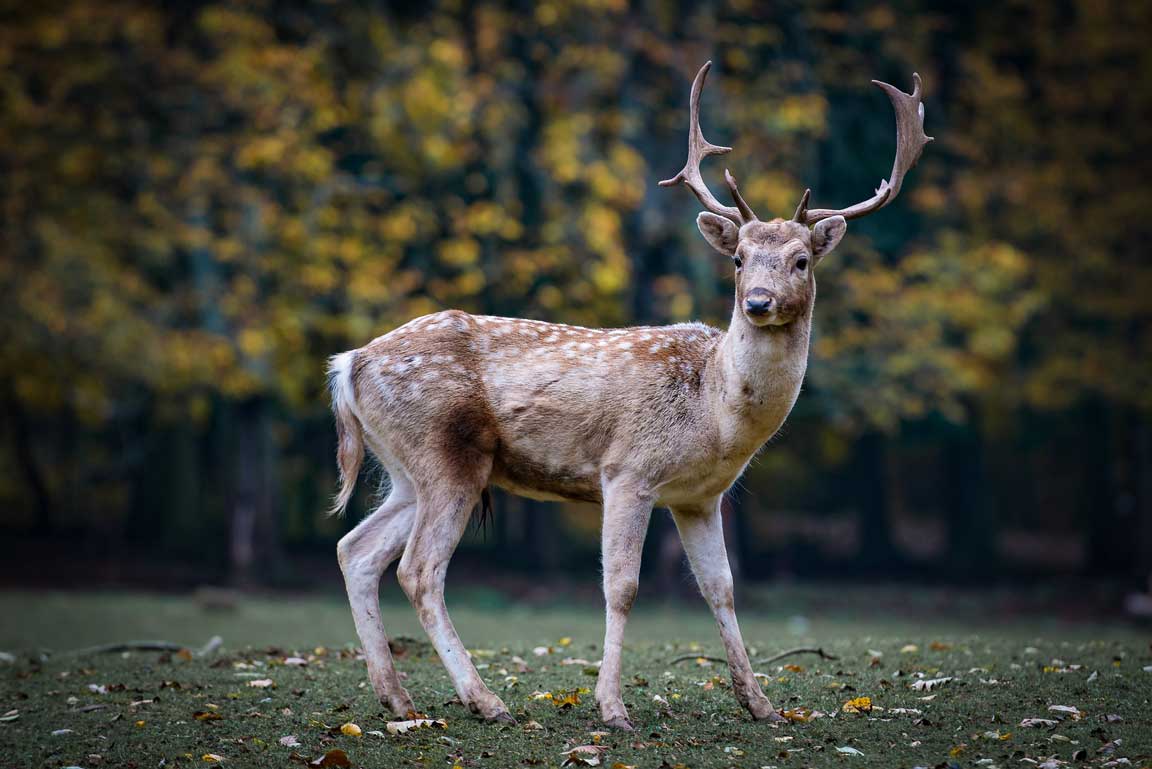 hunting deer after the rain