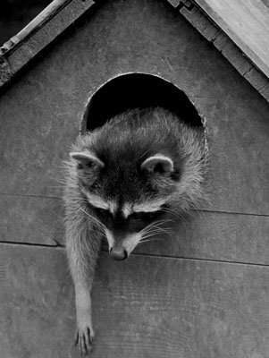 How To Get Rid Of Raccoons In Attic