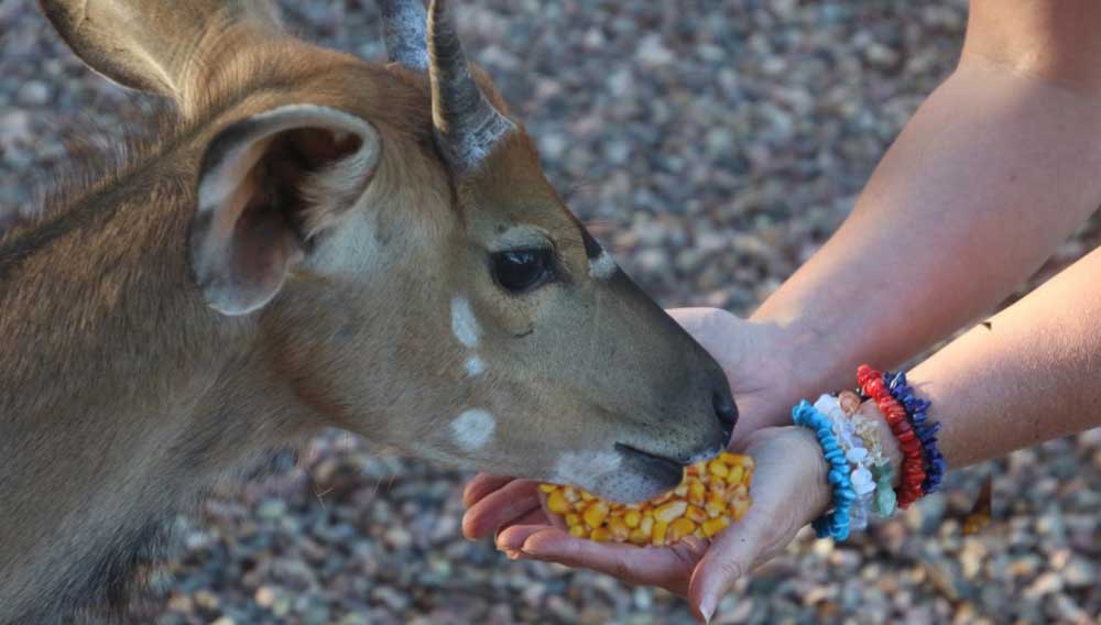 What To Feed Deer Instead of Corn