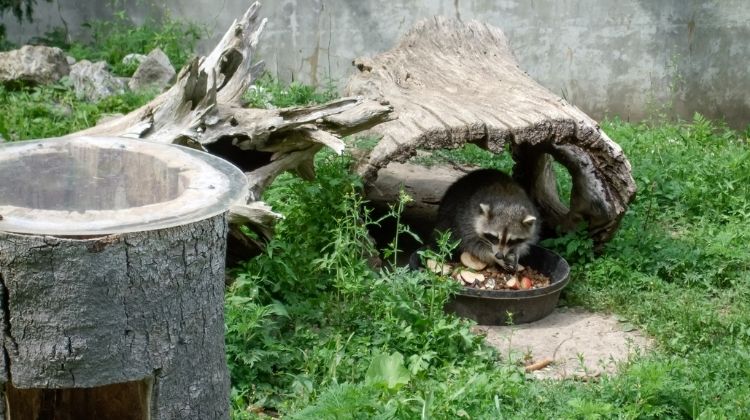 How to Keep Raccoons out of Bird Feeders