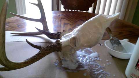 how to bleach a deer skull