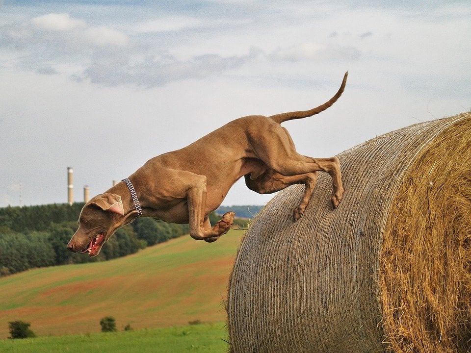 Use Your Dog-searching-deer-antlers.jpg