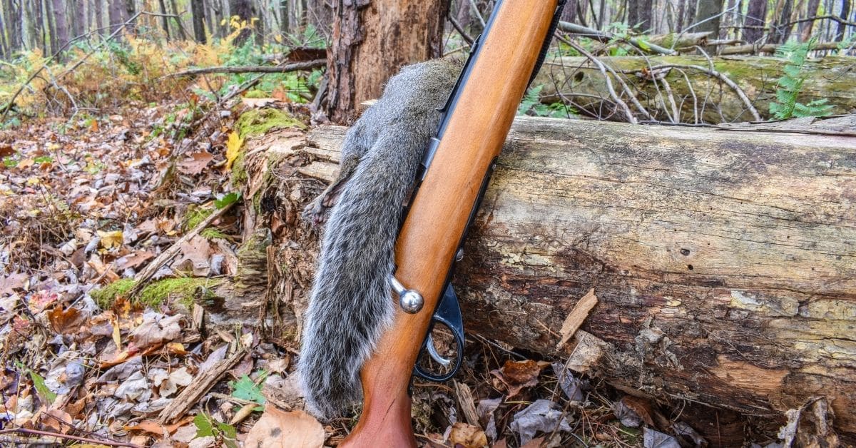 When Does Squirrel Season Start In The US 2024