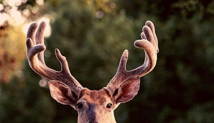 deer Antler formation process