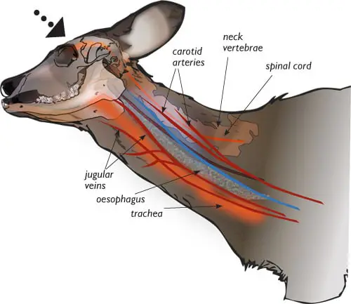 Shoot the deer at Neck for humane kill